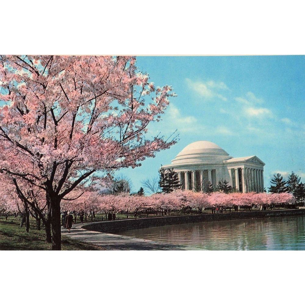 Vintage Jefferson Memorial Cherry Blossom Postcard Washington DC Plastichrome VG